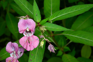 Impatiens glandulifera (Himalayan balsam, kiss-me-on-the-mountain, ornamental jewelweed)