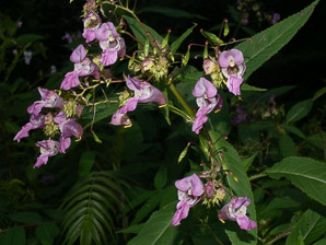 Impatiens glandulifera (Himalayan balsam, kiss-me-on-the-mountain, ornamental jewelweed)