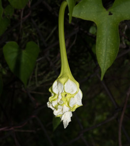 Ipomoea alba (moonflower, moonvine, tropical white morning-glory)
