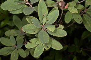 Kalmia angustifolia (sheep laurel)