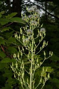 Lactuca canadensis (wild lettuce, Canada lettuce)