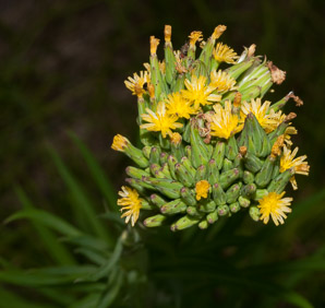 Lactuca canadensis (wild lettuce, Canada lettuce)