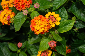 Lantana camara (lantana, largeleaf lantana, common lantana, kamara lantana, wild sage, red sage, yellow sage, white sage, shrub verbena)