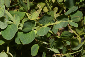 Lathyrus japonicus (beach pea, sea pea, circumpolar pea, sea vetchling)