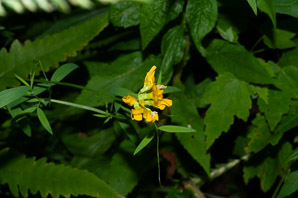 Lathyrus pratensis (meadow vetchling, yellow pea, meadow pea)