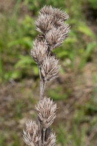 Lespedeza capitata (roundhead lespedeza, bush clover, round-headed bush clover)