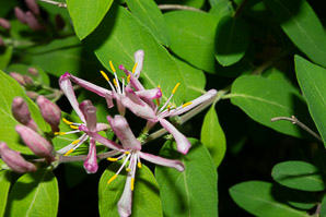 Lonicera tatarica (Tatarian honeysuckle)
