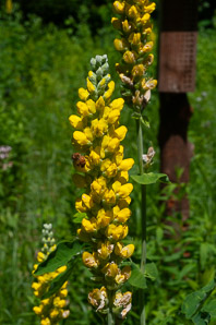 Lupinus arboreus (yellow bush lupine, bush lupine)