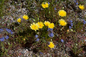 Malacothrix glabrata (smooth desert dandelion, desert dandelion, smooth desertdandelion)