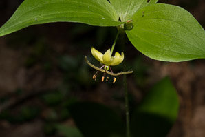 Medeola virginiana (Indian cucumber-root, Indian cucumber)