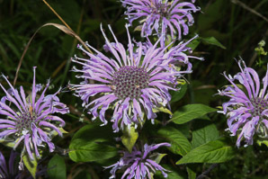 Monarda bradburiana (wild bergamot, bee balm, eastern beebalm)