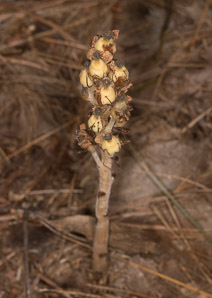 Monotropa hypopithys (pinesap, Dutchman’s pipe, yellow bird’s-nest, false beech-drops)
