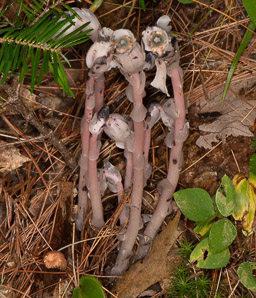 Monotropa uniflora (Indian pipe, ghost plant, corpse plant, Indianpipe, Indian pipes)