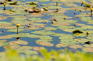 Nuphar lutea (yellow pond lily, spatterdock, yellow pond-lily)