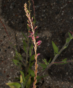 Oenothera curtiflora (velvetweed, velvety gaura, downy gaura, smallflower gaura)