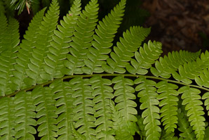 Osmunda cinnamomea (cinnamon fern)