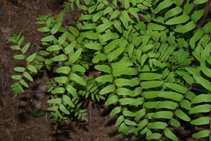 Osmunda regalis (royal fern)