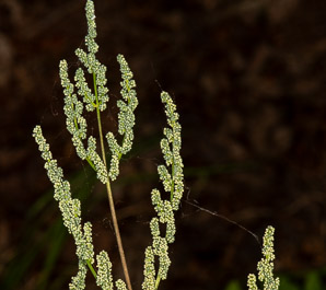 Osmunda regalis (royal fern)