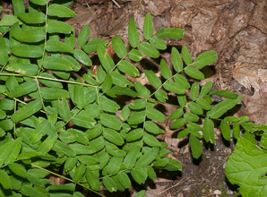Osmunda regalis (royal fern)
