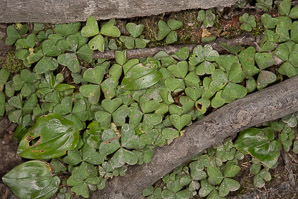 Oxalis montana (common wood sorrel, mountain woodsorrel, wood shamrock, white woodsorrel, wood sorrel)