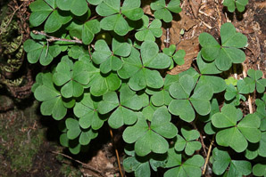 Oxalis montana (common wood sorrel, mountain woodsorrel, wood shamrock, white woodsorrel, wood sorrel)