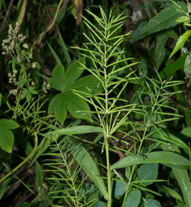 Paspalum fluitans (water paspalum, horsetail paspalum)