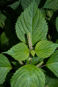 Perilla frutescens (beefsteak plant, perilla, shiso)
