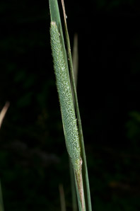 Phleum pratense (timothy)