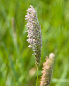 Phleum pratense (timothy)