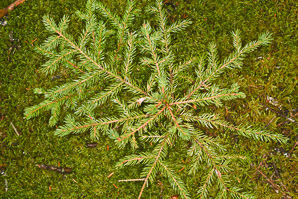 Picea rubens (red spruce, Eastern spruce, yellow spruce)