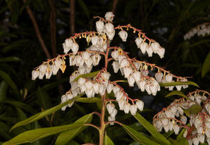 Pieris japonica (Japanese andromeda, lily-of-the-valley bush, Japanese pieris)
