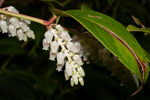Pieris japonica (Japanese andromeda, lily-of-the-valley bush, Japanese pieris)