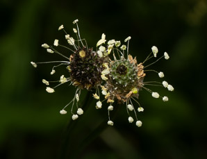 Plantago lanceolata (English plantain, ribwort plantain, narrowleaf plantain)