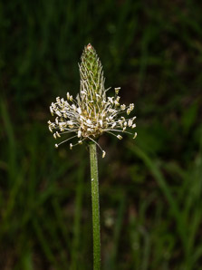 Plantago lanceolata (English plantain, ribwort plantain, narrowleaf plantain)