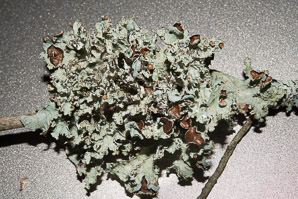 Platismatia tuckermanii (crumpled rag lichen, Tuckerman’s ragged lichen)