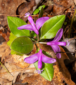 Polygala paucifolia (fringed polygala, gaywings, fringed milkwort)