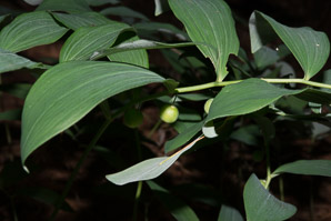 Polygonatum biflorum (smooth Solomon’s-seal, King Solomon’s-seal, great Solomon’s seal, smooth Solomon’s seal)