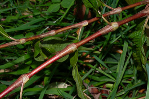 Polygonum lapathifolium (nodding smartweed, pale smartweed, dock-leaved smartweed, curlytop knotweed)