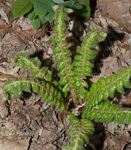 Polystichum braunii (Braun’s holly fern, Braun’s hollyfern)