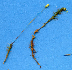 Polytrichum commune (common haircap moss, haircap moss, polytrichum moss)