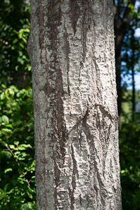 Populus grandidentata (bigtooth aspen, large-tooth aspen, American aspen, white poplar, aspen)