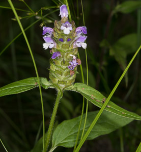 Prunella vulgaris (common selfheal, heal-all, heart-of-the-earth, healall)