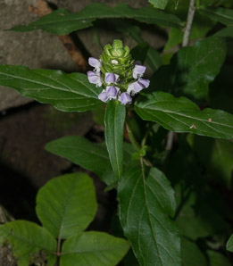 Prunella vulgaris (common selfheal, heal-all, heart-of-the-earth, healall)
