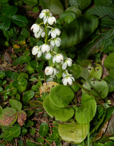 Pyrola elliptica (pyrola, shinleaf, common shinleaf, waxflower shinleaf)