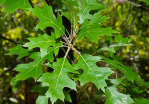 Quercus rubra (northern red oak, champion oak, red oak)