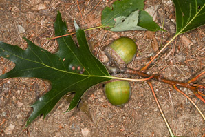 Quercus rubra (northern red oak, champion oak, red oak)
