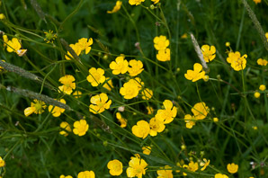 Ranunculus acris (buttercup, tall buttercup, meadow buttercup, common buttercup)