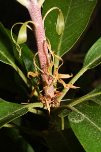 Rhododendron maximum (great rhododendron, great laurel, rosebay rhododendron, American rhododendron, big rhododendron)