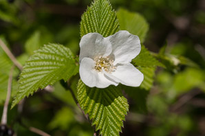 Rhodotypos scandens (black jetbead, jetbead, jetberry bush, white kerria)