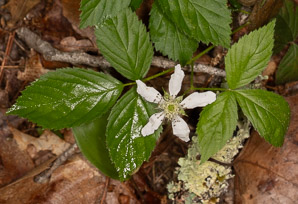 Rubus hispidus (swamp dewberry, bristly blackberry, bristly dewberry)